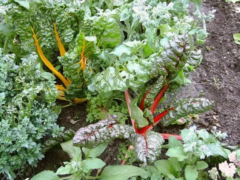 Acelga Brillo Dorado — Planta entera