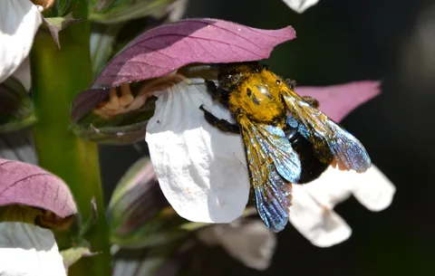 Acanto — Flor