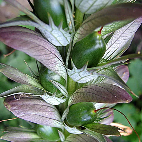 Acanto — Fruto