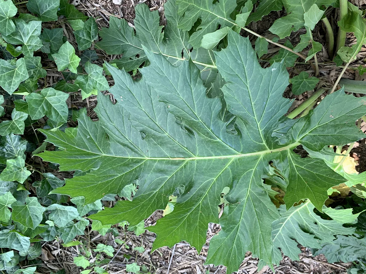 Acanto — Hoja