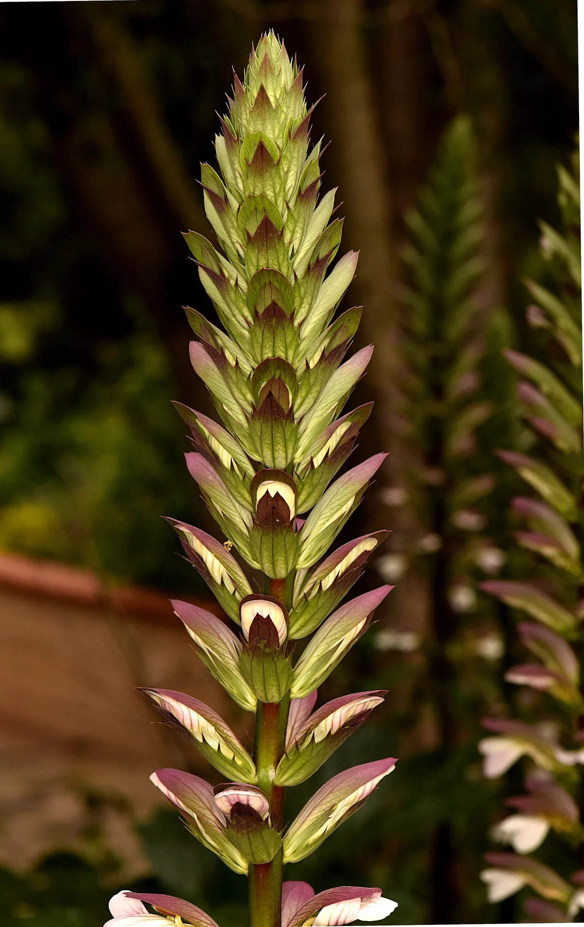 Acanto — Flor